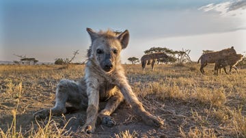 Mammal, Vertebrate, Hyena, Wildlife, Spotted hyena, Terrestrial animal, Canidae, Carnivore, Savanna, Safari, 