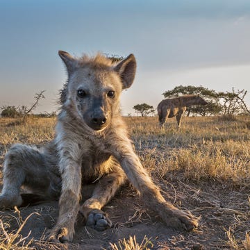 Mammal, Vertebrate, Hyena, Wildlife, Spotted hyena, Terrestrial animal, Canidae, Carnivore, Savanna, Safari, Mammal, Vertebrate, Hyena, Wildlife, Spotted hyena, Terrestrial animal, Canidae, Carnivore, Savanna, Safari,