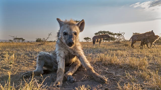 Mammal, Vertebrate, Hyena, Wildlife, Spotted hyena, Terrestrial animal, Canidae, Carnivore, Savanna, Safari, 