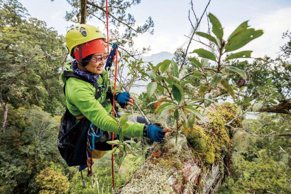 a person wearing a helmet and harness climbing a tree