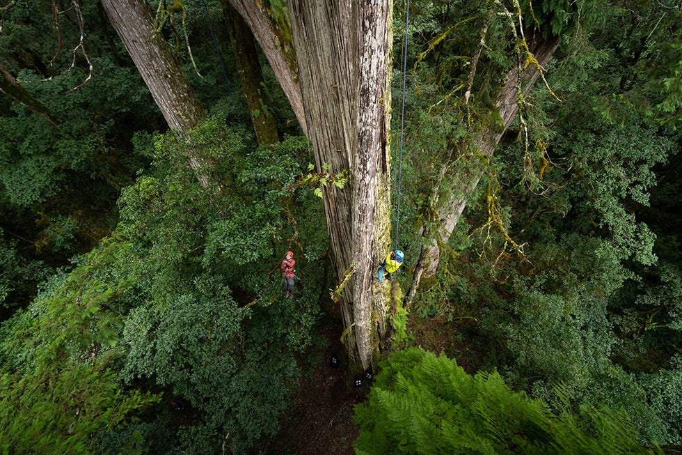 a group of people walking through a forest