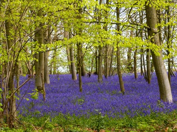 a field of purple flowers