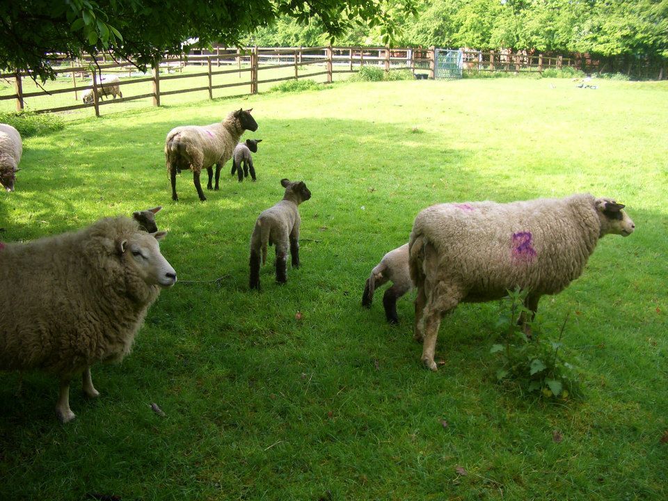 Mammal, Vertebrate, Sheep, Sheep, Herd, Pasture, Grazing, Livestock, Herding, Grassland, 