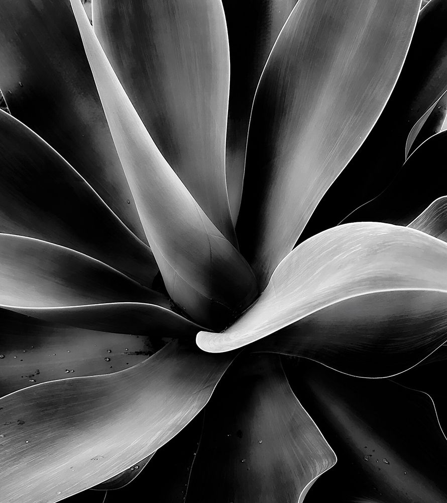 Black-and-white, Monochrome photography, White, Black, Petal, Monochrome, Flower, Plant, Close-up, Photography, 