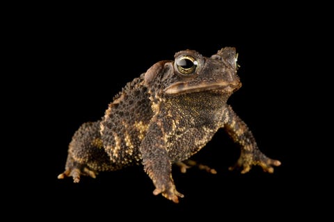 De paddensoort Ollotis signifera gefotografeerd in de Atlanta Zoo