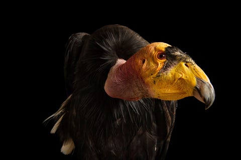 https://www.nationalgeographic.com/content/dam/environment/2019/09/environmental-victories-gallery/18-environmental-victories-facts.jpg In 1987 besloten wildbiologen om alle 27 nog resterende Californische condors te vangen ten behoeve van een fokprogramma Hoewel het programma door brand bijna werd afgeblazen wisten de wetenschappers enkele in gevangenschap geboren condors uiteindelijk met succes in het wild uit te zetten Van de soort leven inmiddels weer ruim vierhonderd exemplaren in het wild