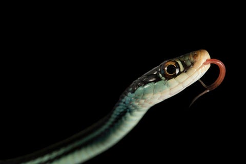 Een oostelijke kousenbandslang van de ondersoort Thamnophis sauritus sauritus in het National Mississippi River Museum and Aquarium in Dubuque Iowa