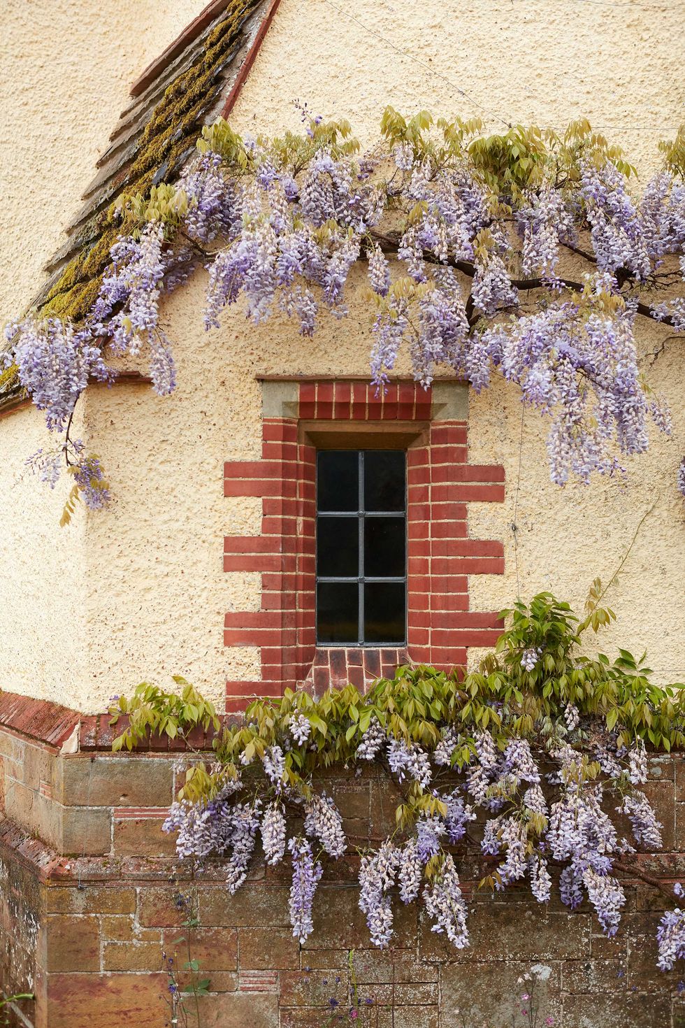 Wall, Window, House, Flower, Facade, Plant, Architecture, Spring, Building, Wisteria, 