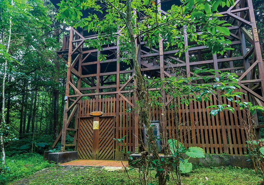 Tree, Tree house, Jungle, Forest, House, Plant, Woody plant, Rainforest, Wood, Architecture, 