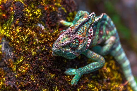 De closeup van een huisdierenkameleon onthult de heldere kleuren van zijn geschubde huid De algemene aanname dat kameleons van kleur veranderen om op te gaan in hun omgeving is niet het hele verhaal de huid van de reptielen communiceert ook informatie richting potentile vijanden of vrienden