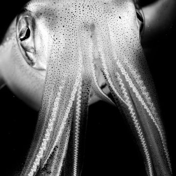 Your Shotfotograaf Luiz Felipe Puntel legde een ontmoeting vast met een nieuwsgierige inktvis die werd aangetrokken door het duiklicht Cephalapods behoren  net als inktvissen en octopussen  tot de meest intelligente ongewervelden en zijn vaak in staat om eenvoudige puzzels op te lossen Daarnaast bezitten ze waanzinnige camouflagevaardigheden