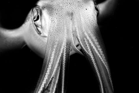 Your Shotfotograaf Luiz Felipe Puntel legde een ontmoeting vast met een nieuwsgierige inktvis die werd aangetrokken door het duiklicht Cephalapods behoren  net als inktvissen en octopussen  tot de meest intelligente ongewervelden en zijn vaak in staat om eenvoudige puzzels op te lossen Daarnaast bezitten ze waanzinnige camouflagevaardigheden