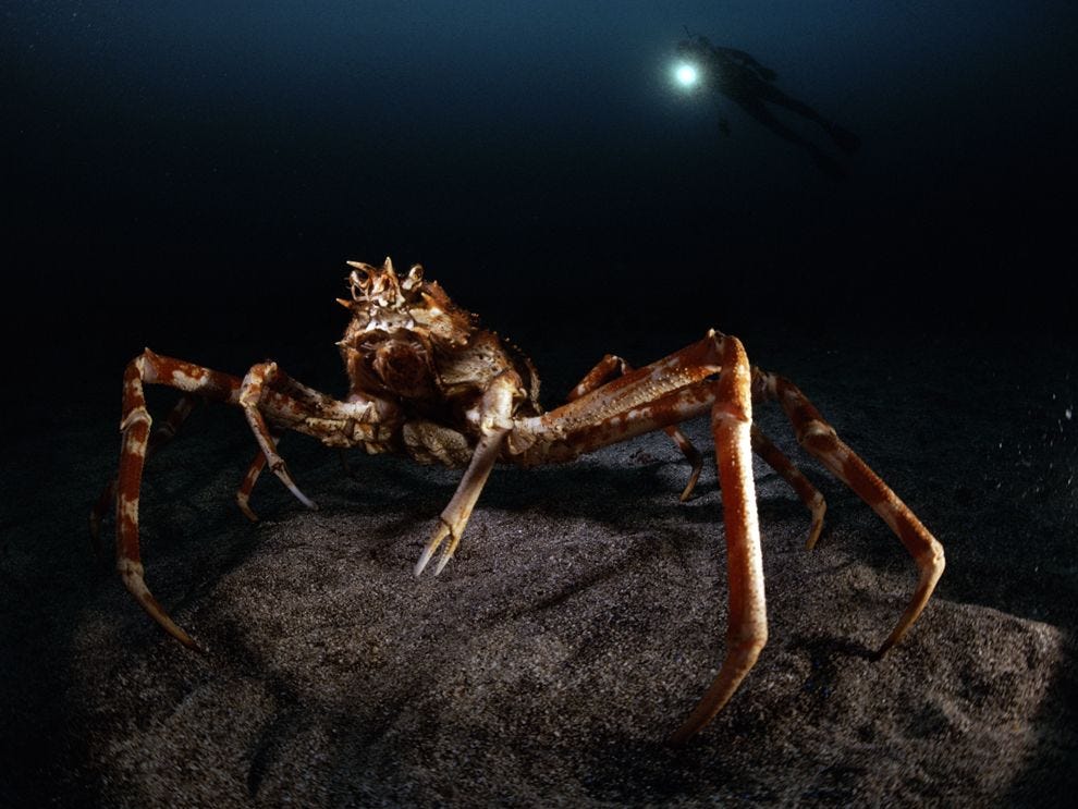 Een Japanse reuzenkrab Macrocheira kaemferi lijkt in maanlicht te baden wanneer hij wordt beschenen door de lamp van een duiker in het Japanse Izu Oceanic Park Door zijn harde exoskelet is het dier  dat met poten en al een doorsnede van drie meter kan bereiken  veilig voor sommige roofdieren en kan zich op de zeebodem camoufleren Nog meer beschutting vindt hij onder sponzen en andere zeewezens waarmee hij zijn exoskelet opsmukt