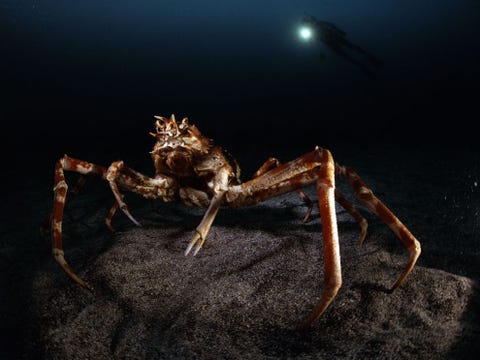 Een Japanse reuzenkrab Macrocheira kaemferi lijkt in maanlicht te baden wanneer hij wordt beschenen door de lamp van een duiker in het Japanse Izu Oceanic Park Door zijn harde exoskelet is het dier  dat met poten en al een doorsnede van drie meter kan bereiken  veilig voor sommige roofdieren en kan zich op de zeebodem camoufleren Nog meer beschutting vindt hij onder sponzen en andere zeewezens waarmee hij zijn exoskelet opsmukt