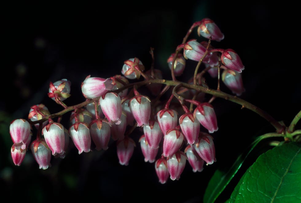 Lily of the Valley Bush flower, Ericaceae