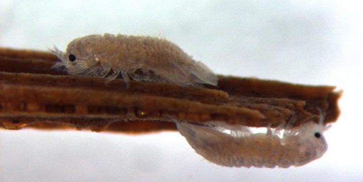The Gribble Worm Could Hold Secrets for Cheaper Renewable Energy
