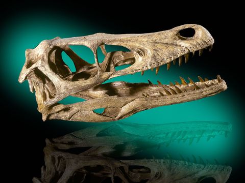 Deze schedel van een Velociraptor mongoliensis stamt uit gesteenten uit het vroege Krijt in het Mongoolse deel van de Gobiwoestijn Deze dromaeosaurirs werden beroemd door hun optreden in de film Jurassic Park 1993 maar in werkelijkheid waren ze veel kleiner dan de exemplaren die in de film en de sequels ervan zijn te zien Deze Velociraptor reikte niet meer dan een halve meter hoog en woog vermoedelijk zon vijftien kilo