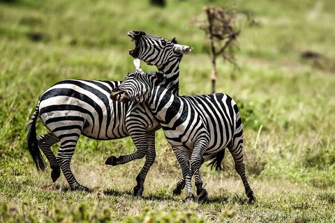 Zebras vechten in Tanzania