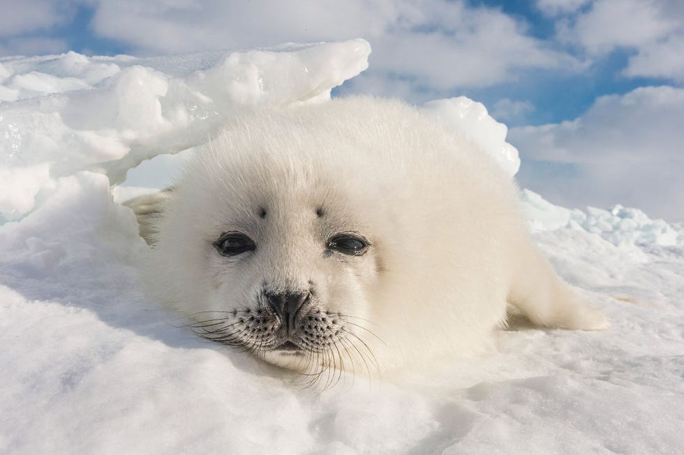 QUEBEC CANADA  Deze zadelrobwelp die bekendstaan om hun sneeuwwitte vacht werd geboren op het drijfijs bij de Magdalenaeilanden in de Saint Lawrencebaai