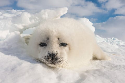 QUEBEC CANADA  Deze zadelrobwelp die bekendstaan om hun sneeuwwitte vacht werd geboren op het drijfijs bij de Magdalenaeilanden in de Saint Lawrencebaai