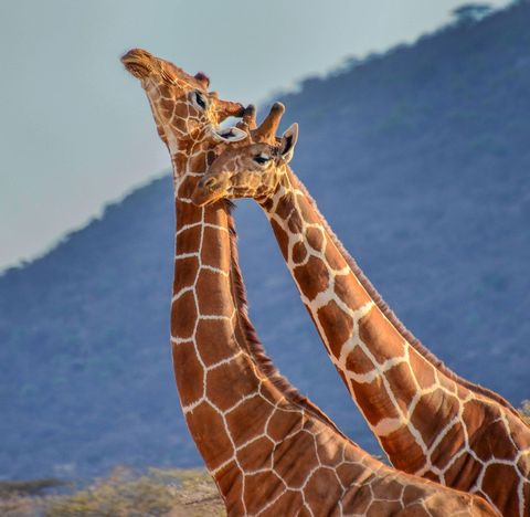 Giraffes Maasai Mara Kenya