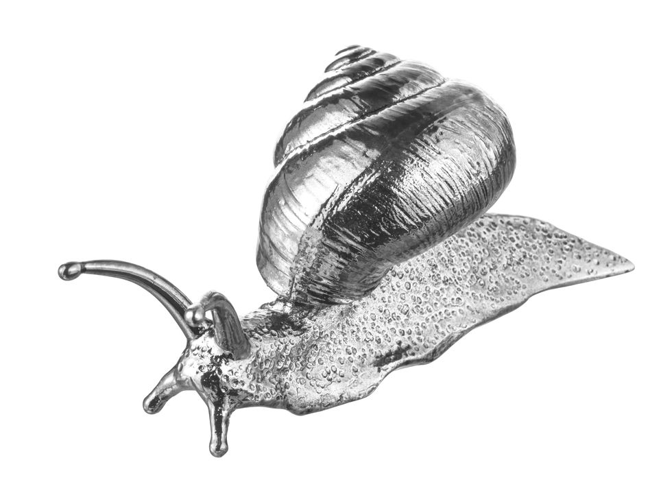 Lymnaeidae, Snails and slugs, Sea snail, Drawing, Snail, Sketch, Conch, Conch, Molluscs, Shankha, 