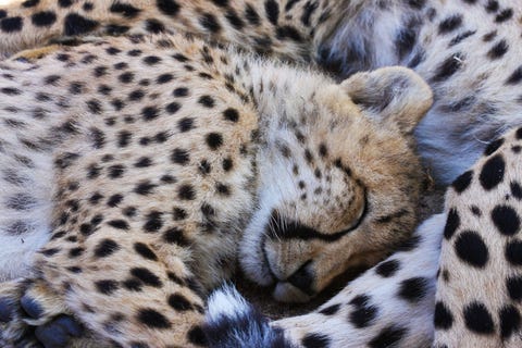 Cheetawelpen doen een dutje in Kaapstad ZuidAfrika