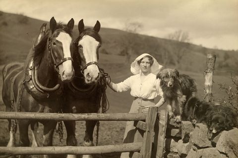 In Schotland staat een vrouw met ploegpaarden en honden achter het hek van een boerderij 1917