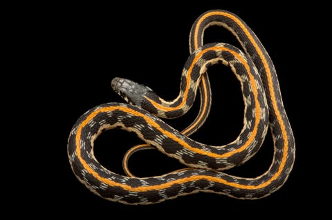 Deze kousenbandslang van de ondersoort Thamnophis cyrtopsis ocellatus is afkomstig uit een privcollectie in SaintJeandeBournay Frankrijk