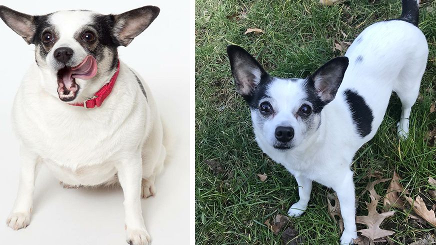preview for Lucy the Chihuahua Loses Half Her Weight Through Running
