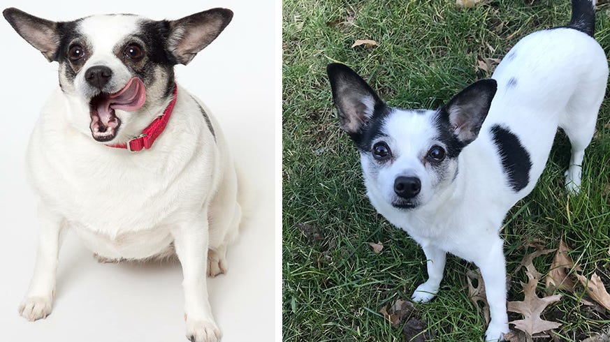 preview for Lucy the Chihuahua Loses Half Her Weight Through Running