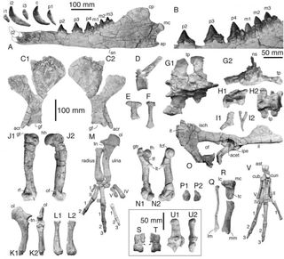 ancient whale skeleton peru