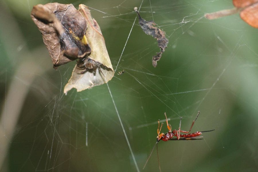 Zombie spider builds a stronger web for the parasitic wasp that's sucking  its blood 