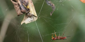 zombie wasp spider