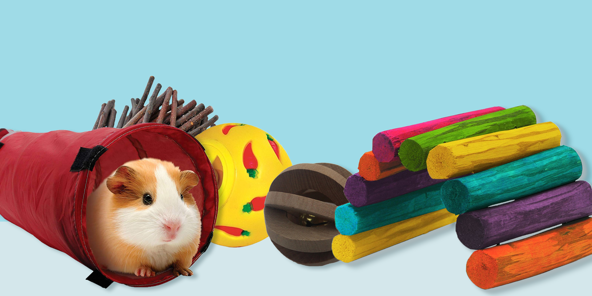 Best Guinea Pig Toys - List of Toys for Guinea Pigs