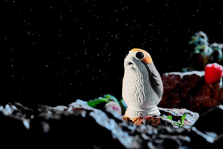 Snowy owl, Bird, Owl, Beak, Organism, Barn owl, Wildlife, Adaptation, Bird of prey, Space, 