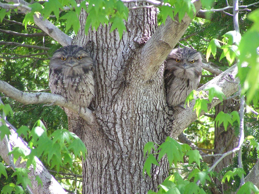 Tree, Plant, Trunk, Woody plant, Branch, Owl, 