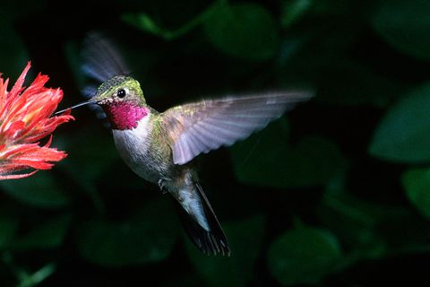 hummingbird feeding from a flower