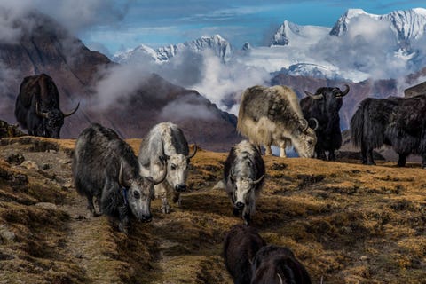 Op de bergweide van Chutang in de Nepalese gemeente Dolpo graast een groepje jaks De dorpen en kloosters in dit afgelegen gebied leken tijdloos zegt fotografe Beth Wald Langs de toegangswegen naar de meeste dorpen staan rijen boeddhistische schrijnen en enorme stapels van manistenen waarin gebeden zijn gekerfd en waarboven vaak wapperende gebedsvaantjes zijn opgehangen zodat het hele landschap lijkt te zinderen van een gewijde betekenis