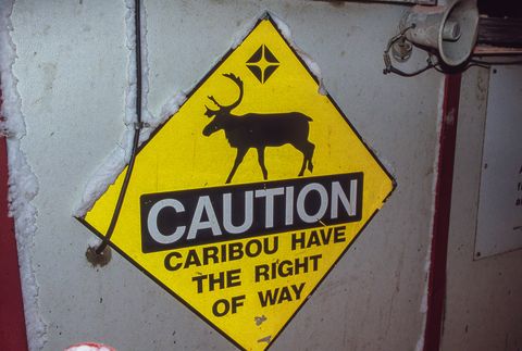 caribou caution sign off dalton highway, alaska