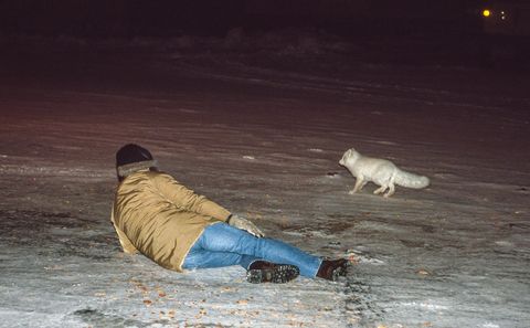executive editor breaches two or three ﻿laws by hand feeding dried prunes to an ﻿arctic fox who does not know enough to ﻿fear motoring journalists with fudgslcle ﻿intelligence dalton highway, alaska