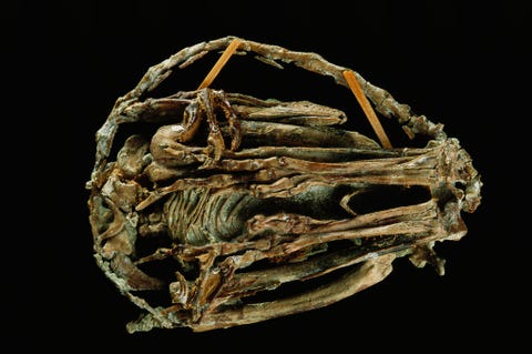 https://www.nationalgeographic.com/content/dam/science/2018/09/21/dino_gallery/19_dino_gallery_nationalgeographic_972775.jpg De wetenschappelijke naam van deze soort Mei long betekent in het Chinees diep slapende draak als verwijzing naar het feit dat met dit buitengewone fossiel een zeldzaam en vredig moment uit een dinosaurirbestaan is vastgelegd Deze trodontide hier van onderen gefotografeerd ligt met zijn kopje onder zijn voorpoot opgerold in zijn nest een houding die we kennen van moderne vogels In deze foto zijn de poten van rechts naar links opgevouwen en is de staart rond de bovenzijde gewikkeld