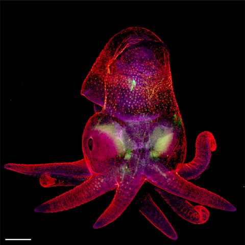 Oxfordonderzoekers Martyna Lukoseviciute en Carrie Albertin combineerden talloze opnamen om deze foto van een embryo van de inktvissoort Octopus bimaculoides te creren
