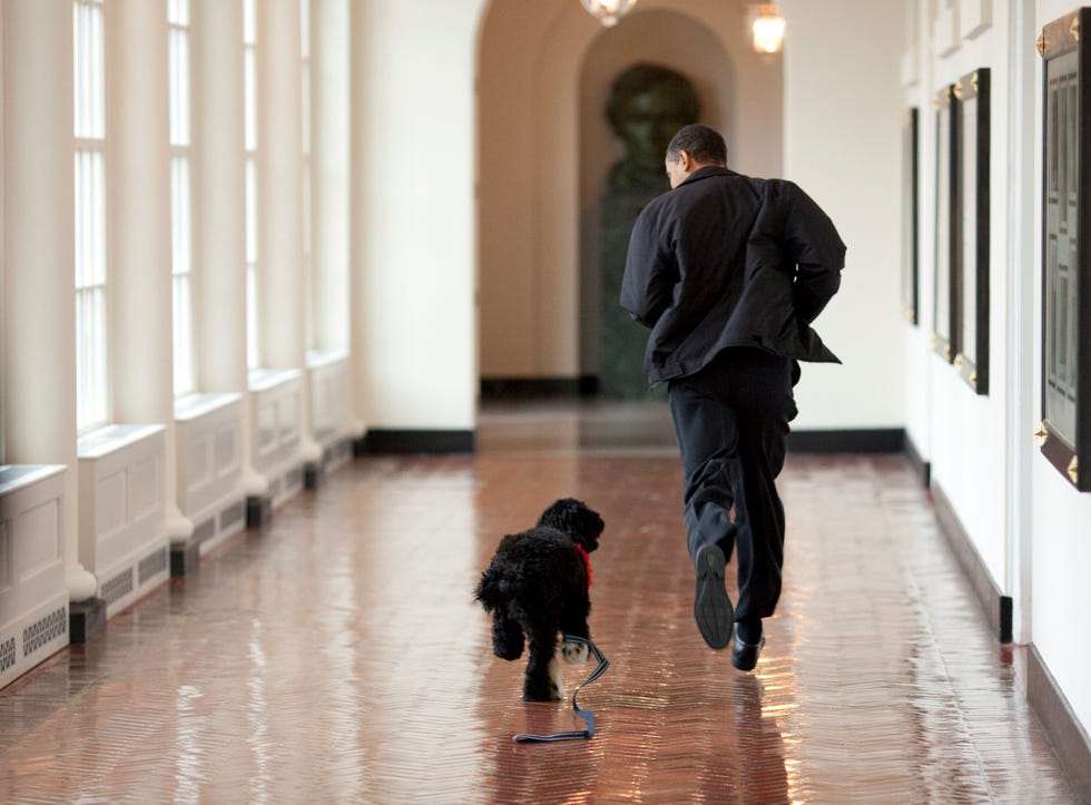 Obama's Welcome New Dog