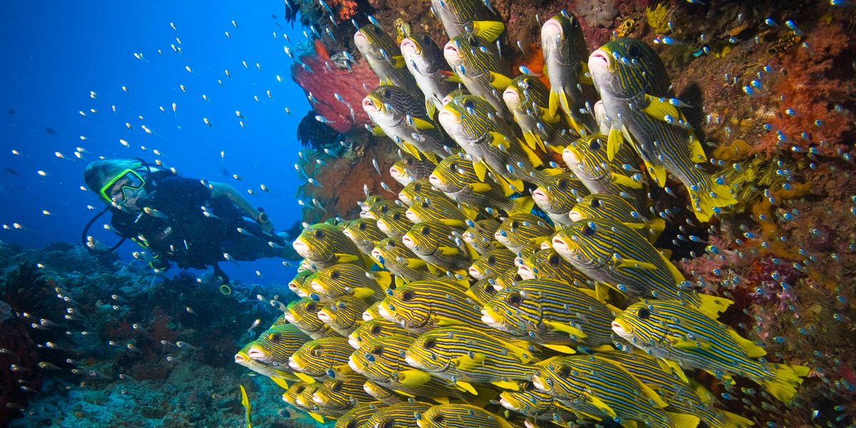 Grombaarzen beter bekend als sweetlips hangen in formatie boven een koraalrif bij Kri dat s werelds grootste biodiversiteit onder water kent