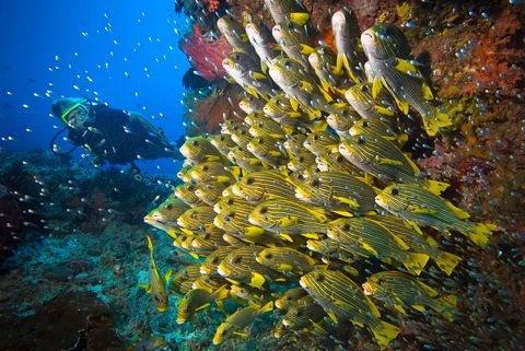 Grombaarzen beter bekend als sweetlips hangen in formatie boven een koraalrif bij Kri dat s werelds grootste biodiversiteit onder water kent