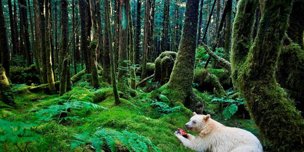 De Kermodebeer is een witte zwarte beer die biologisch gezien tot de NoordAmerikaanse zwarte beer hoort en in het Great Bear Rainforest in BritsColumbia leeft