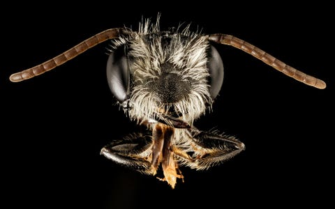 Deze dar van de zandbijensoort Andrena perplexa werd op 16 mei gevangen in Maryland in de VS