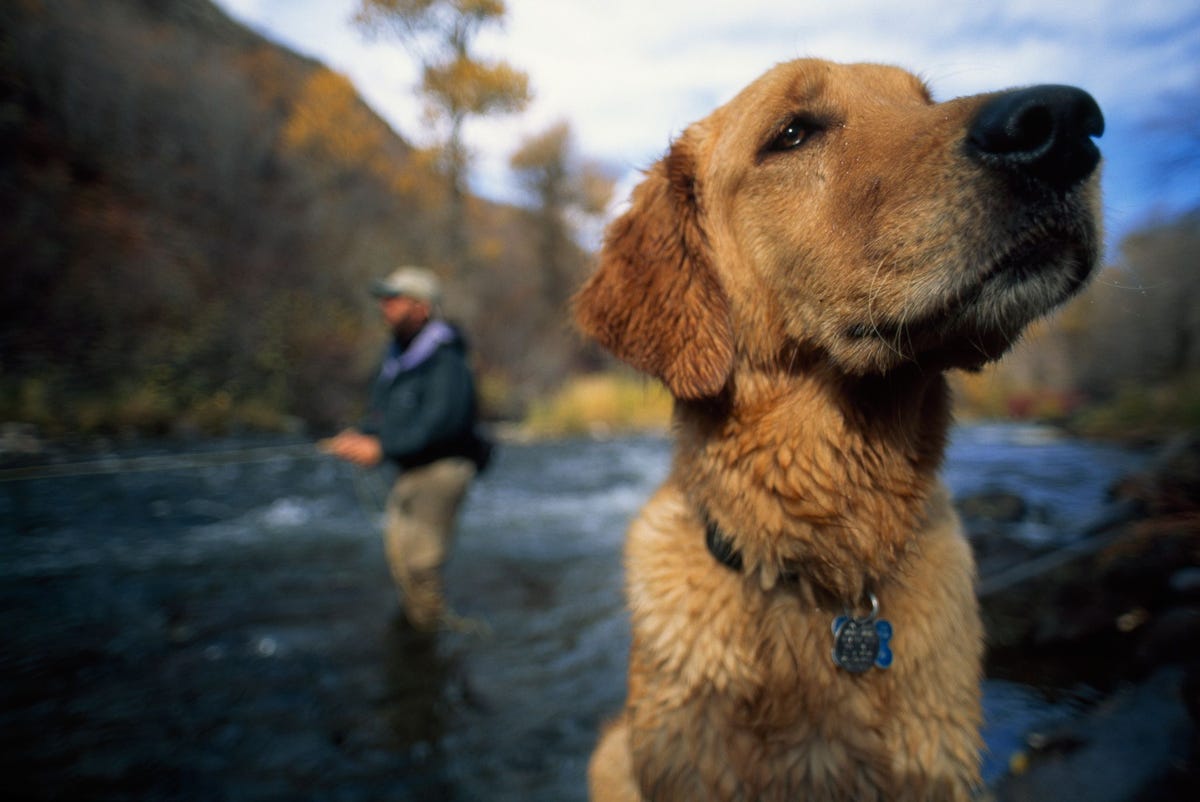 Een vliegvisser en zijn golden retriever genieten van de rivier de Provo in Utah Uit een groeiend aantal studies blijkt dat honden meer op mensen lijken dan we ooit hadden kunnen denken