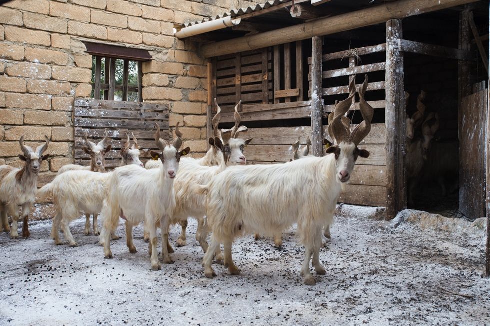Goats, Mammal, Goat, Herd, Cow-goat family, Livestock, Mountain goat, Horn, Bovine, Fur, 
